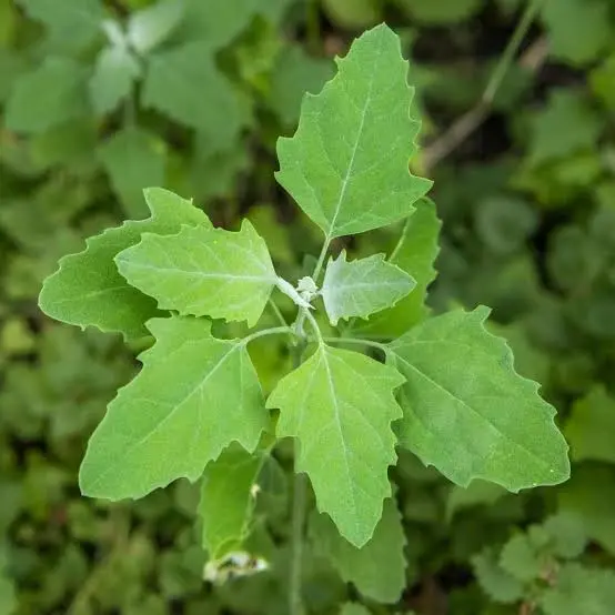 Chenopodium album